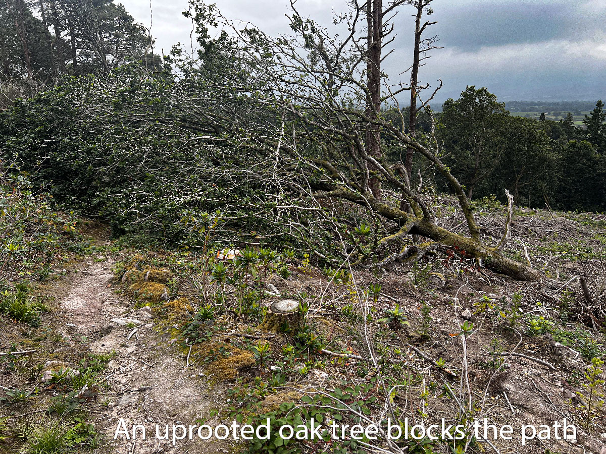 6 an uprooted oak tree blocks the path