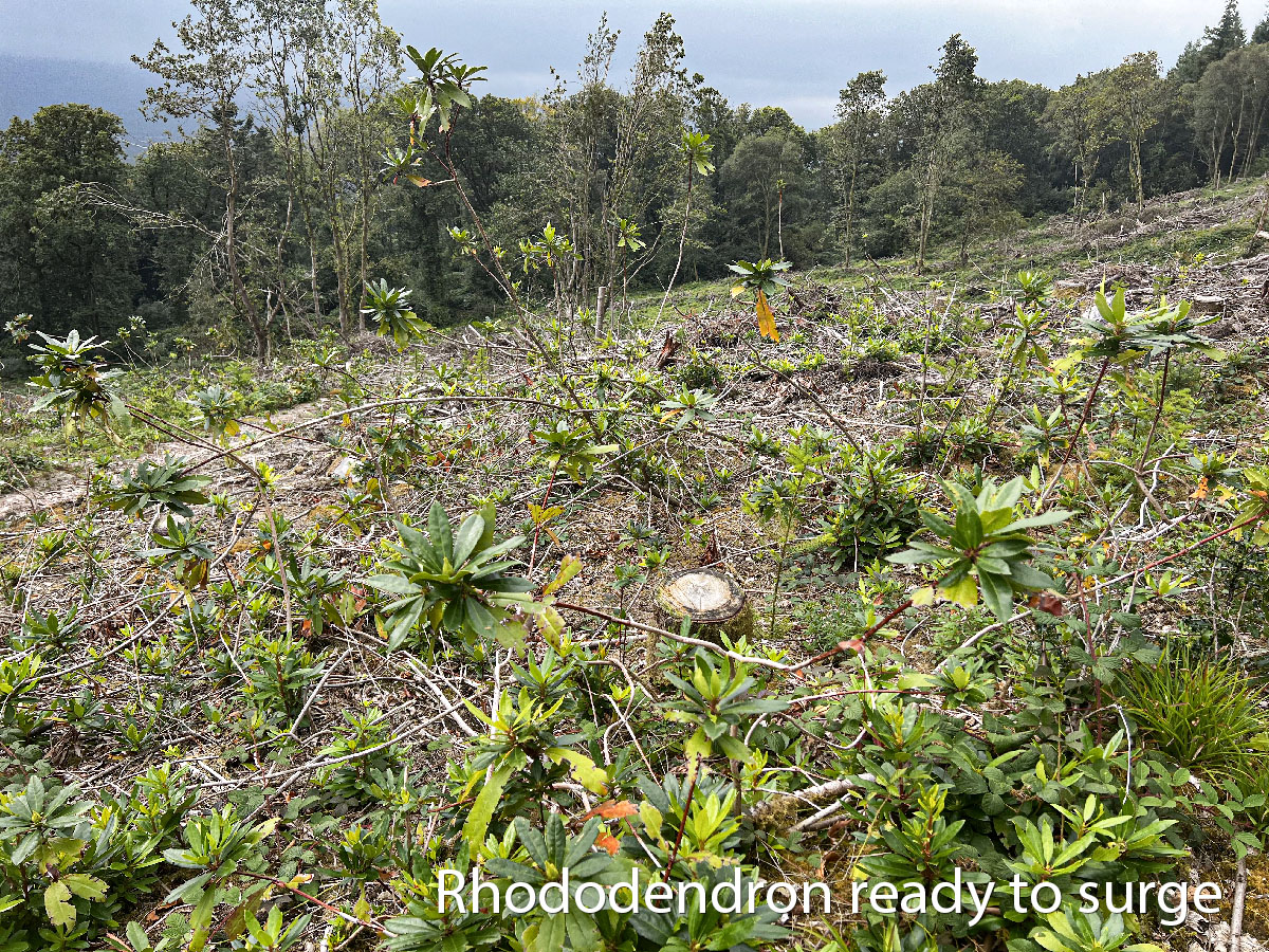 7 Rhododendron ready to surge